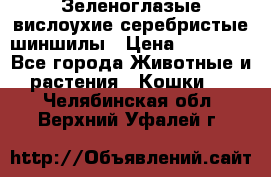 Зеленоглазые вислоухие серебристые шиншилы › Цена ­ 20 000 - Все города Животные и растения » Кошки   . Челябинская обл.,Верхний Уфалей г.